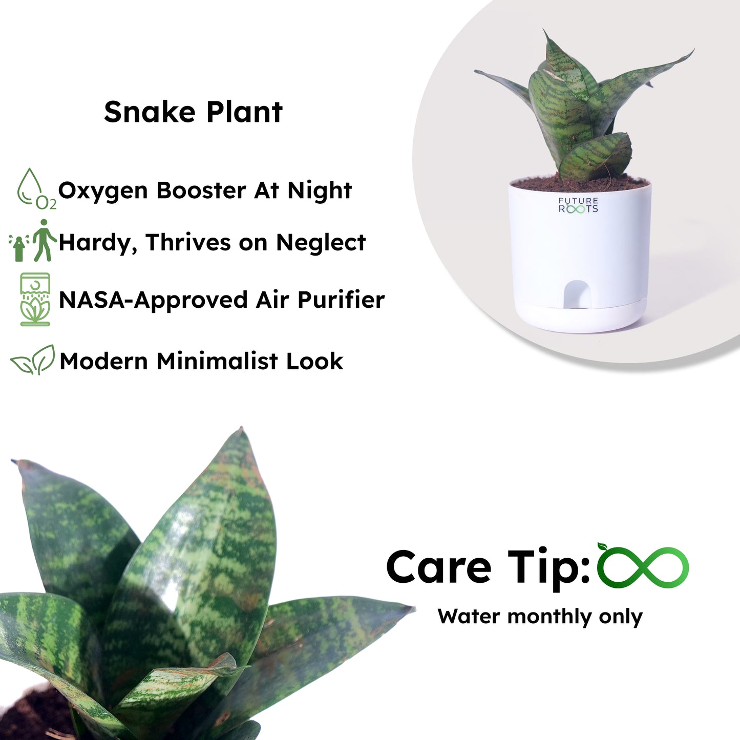Snake Plant – Sansevieria | Best Indoor Air Purifying Plant Online with Self Watering Pot- 4”