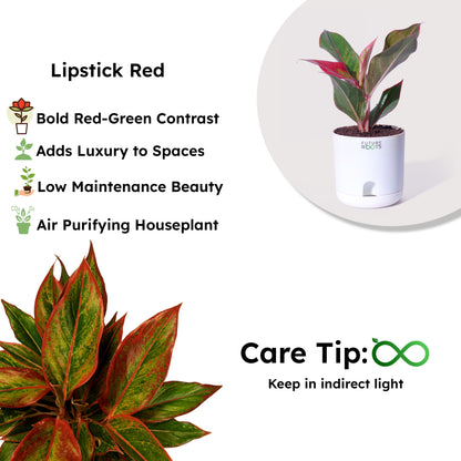 Good Luck Jade and Aglaonema Red Lipstick Plant Combo with Self Watering Pot - Air Purifying Indoor Plant for Home, Living Room, Kitchen, Office Desk, Outdoor, Bedroom Décor