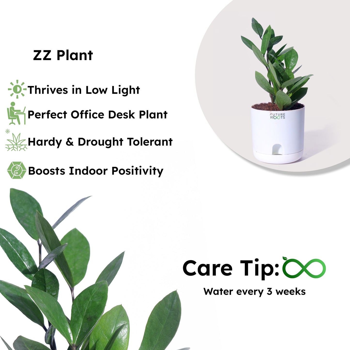 Zamioculcas Zamiifolia ZZ Plant – Lucky Indoor Succulent Plant Online (4 Inch Pot)