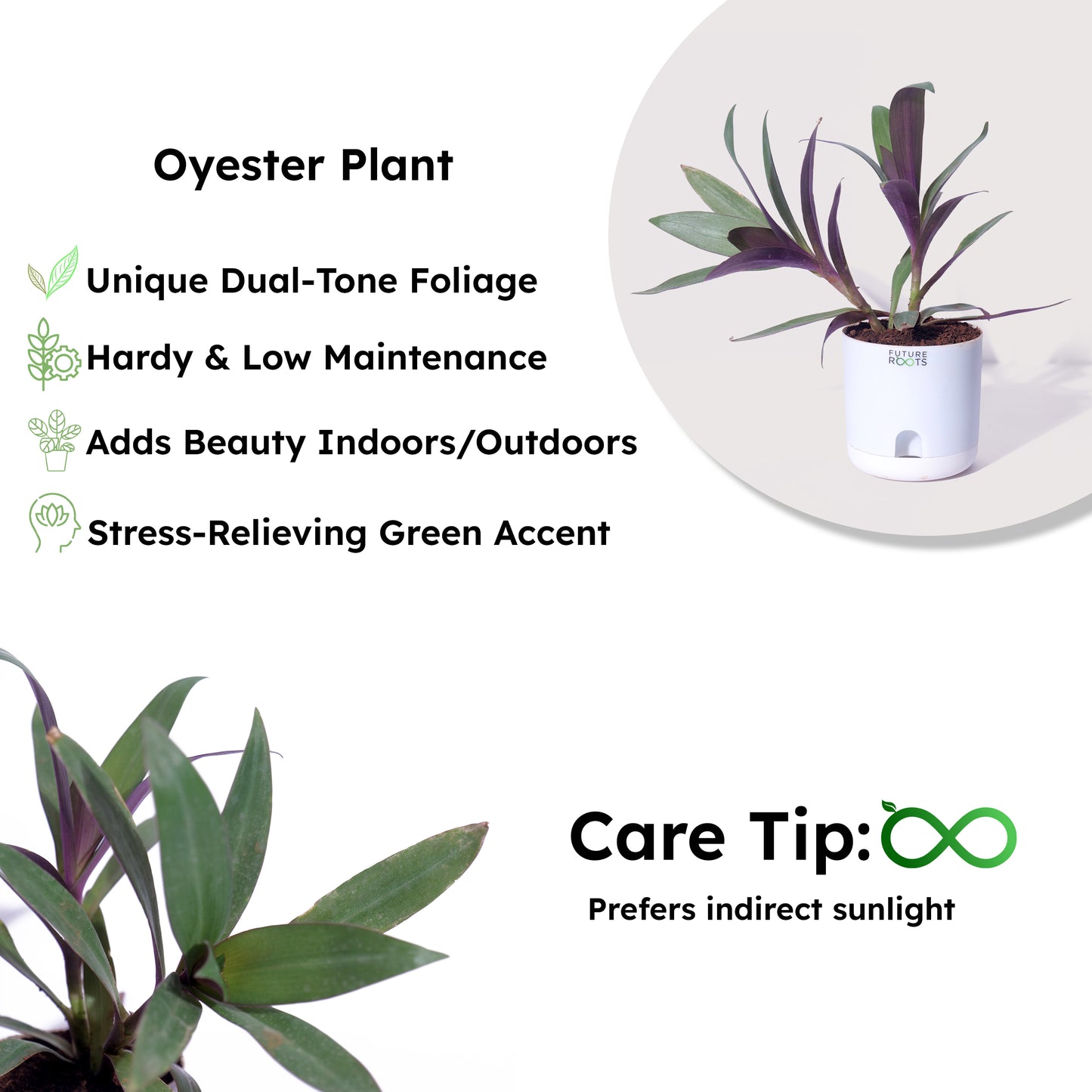Oyster Live Plant – Rare Indoor Foliage Plant Online India (Healthy 4 Inch Pot)