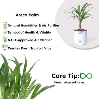 Areca Palm Plant – Best Air Purifying Indoor Plant for Home & Office with Self Watering Pot- 4”