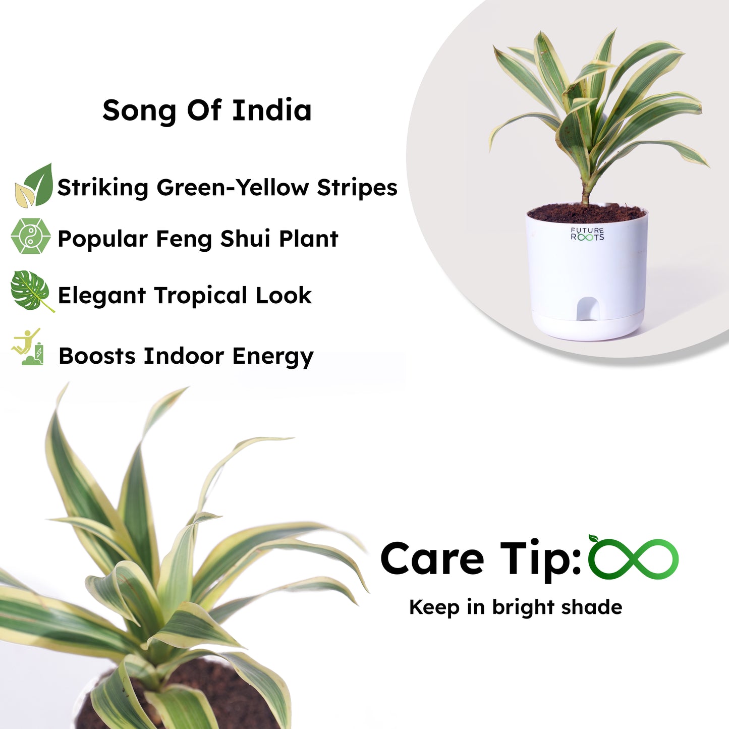 Good Luck Jade and Spider Plant Combo with Self Watering Pot - Air Purifying Indoor Plant for Home, Office Desk, Outdoor, Kitchen, Living Room, Bedroom Decor, Gifting Plant