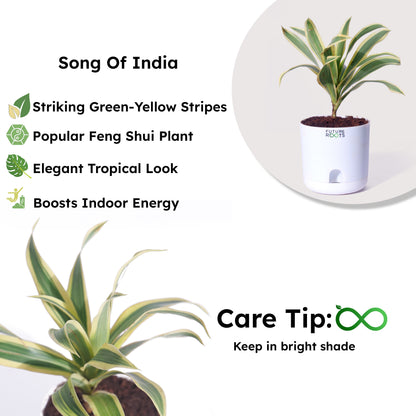 Good Luck Jade and Spider Plant Combo with Self Watering Pot - Air Purifying Indoor Plant for Home, Office Desk, Outdoor, Kitchen, Living Room, Bedroom Decor, Gifting Plant