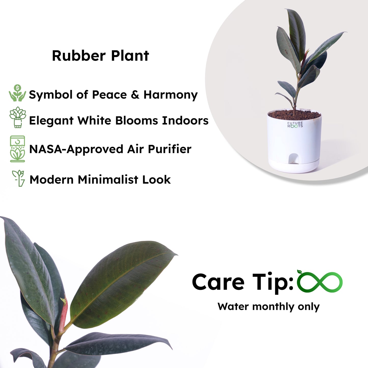 Rubber Plant – Low Maintenance Vastu Indoor Plant for Clean Air (Healthy 4 Inch Pot)