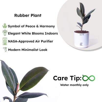 Rubber Plant – Low Maintenance Vastu Indoor Plant for Clean Air (Healthy 4 Inch Pot)