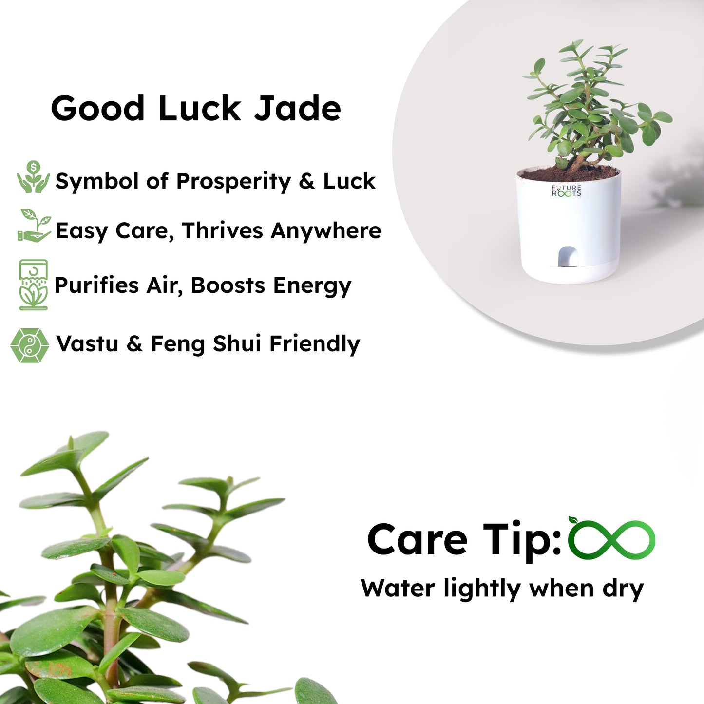 Jade Plant – Feng Shui Money Attracting Succulent Plant Online (4 Inch Pot in Cocopeat)