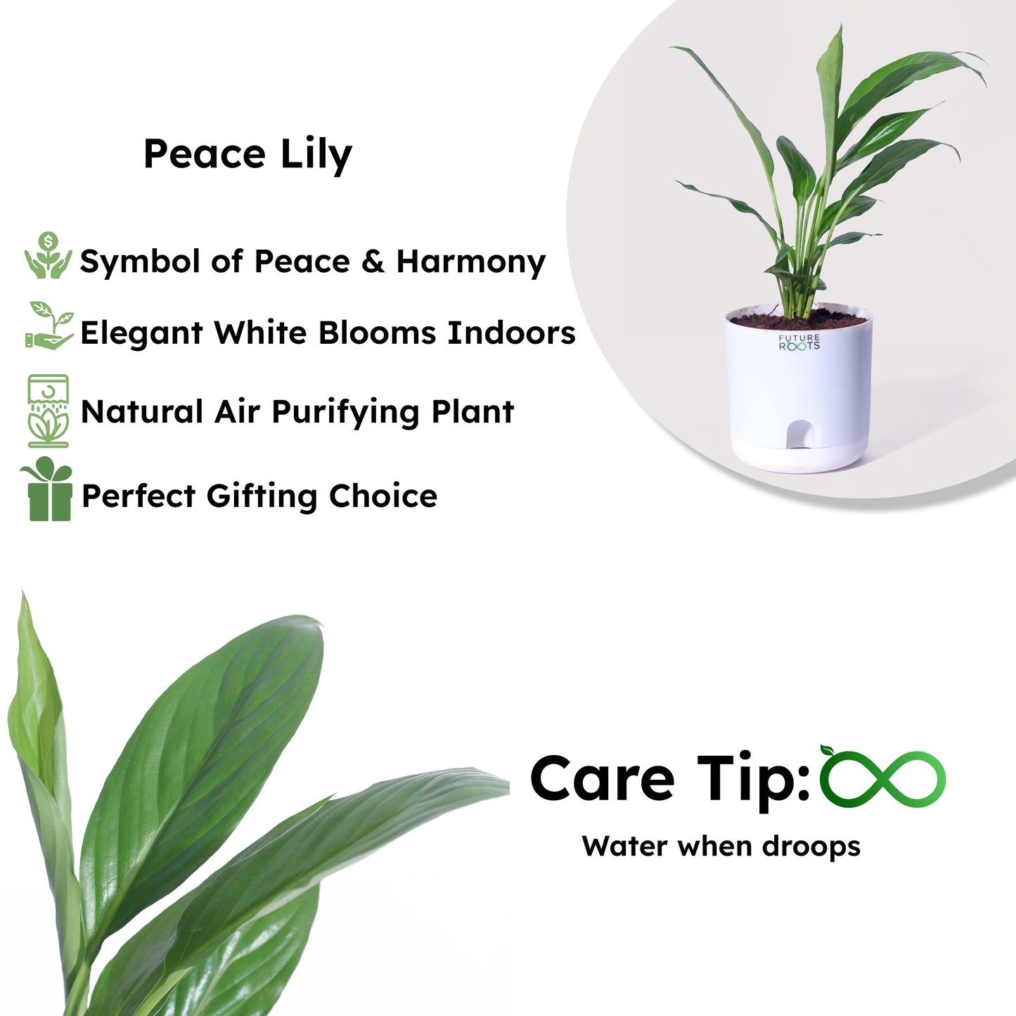 Peace Lily Plant – NASA Studied Air Purifying Plant Online India (Flowering, 4 Inch Pot)