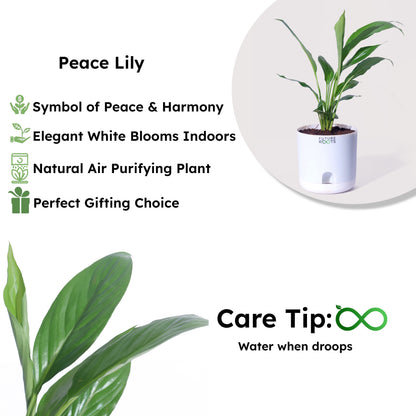 Peace Lily Plant – NASA Studied Air Purifying Plant Online India (Flowering, 4 Inch Pot)