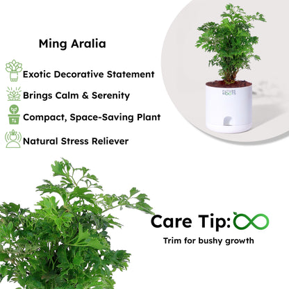 Ming Aralia Plant – Elegant Indoor Bonsai-Style Foliage Plant (4 Inch Cocopeat Pot)