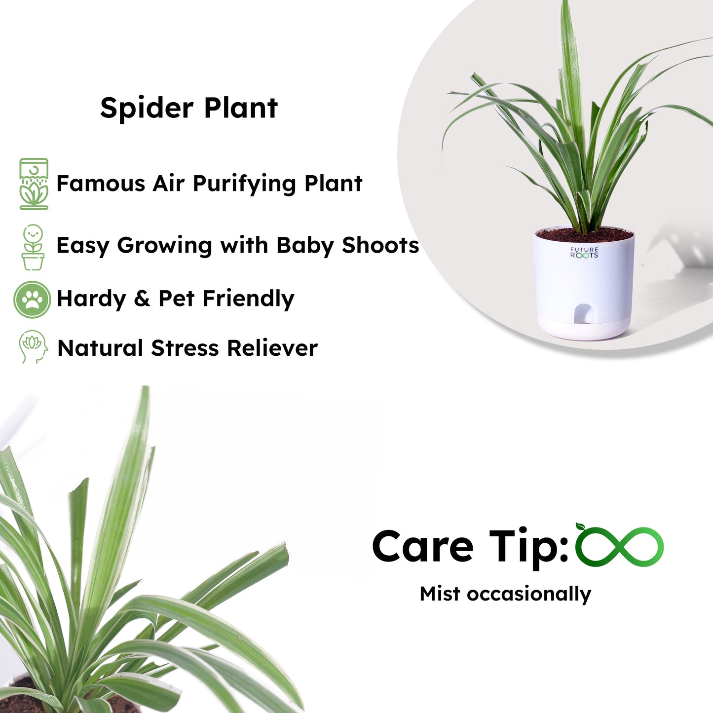Spider Plant – Air Cleaning Indoor Plant for Home & Office Desk (4 Inch Pot in Cocopeat)