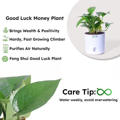 Money Plant – Good Luck Feng Shui Indoor Plant Online India (4 Inch Pot in Cocopeat)