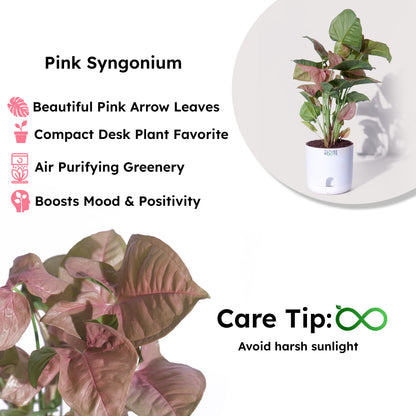 Pink Syngonium Plant – Stylish Indoor Desk Plant with Pink Leaves