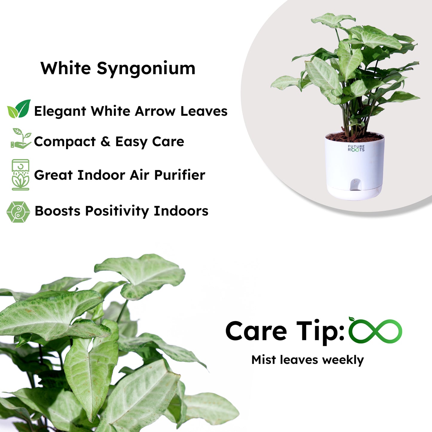 White Syngonium Plant – Easy Care Indoor Plant with Arrow Leaves