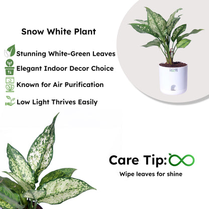 Snow White Aglaonema – Exotic Indoor Plant with White-Green Leaves (Low Maintenance, 4 Inch Pot)