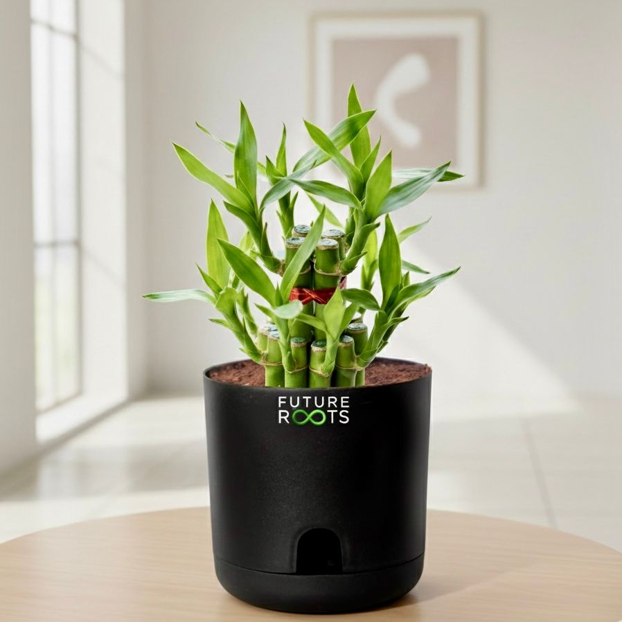 Good Luck Bamboo 2 Layer Feng Shui Plant
