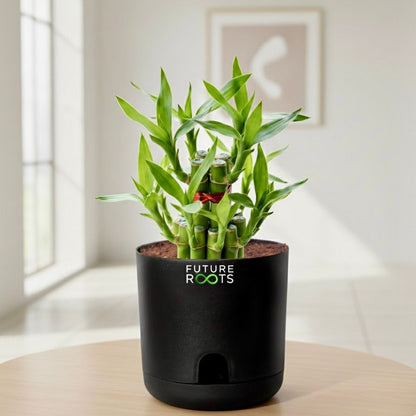 Good Luck Bamboo 2 Layer Feng Shui Plant