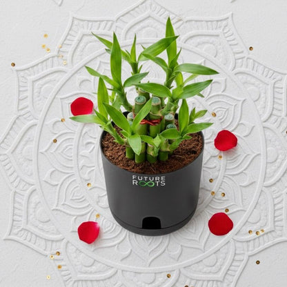 Good Luck Bamboo 2 Layer Feng Shui Plant