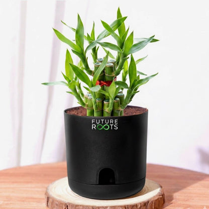 Good Luck Bamboo 2 Layer Feng Shui Plant