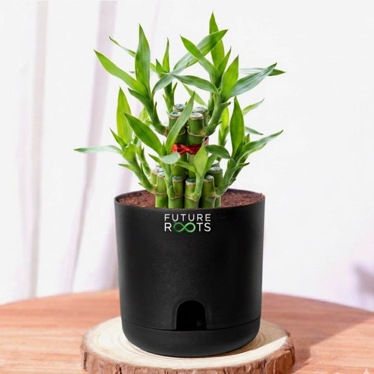 Good Luck Bamboo 2 Layer Feng Shui Plant