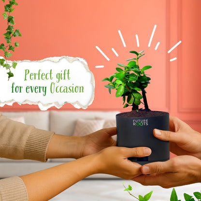Jade Plant – Feng Shui Money Attracting Succulent Plant Online (4 Inch Pot in Cocopeat)