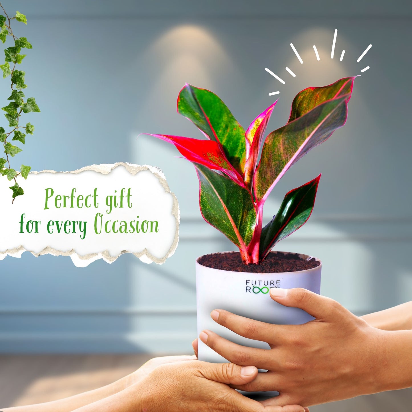 Red Lipstick Aglaonema – Stunning Indoor Plant for Modern Homes (Rare, 4 Inch Pot)