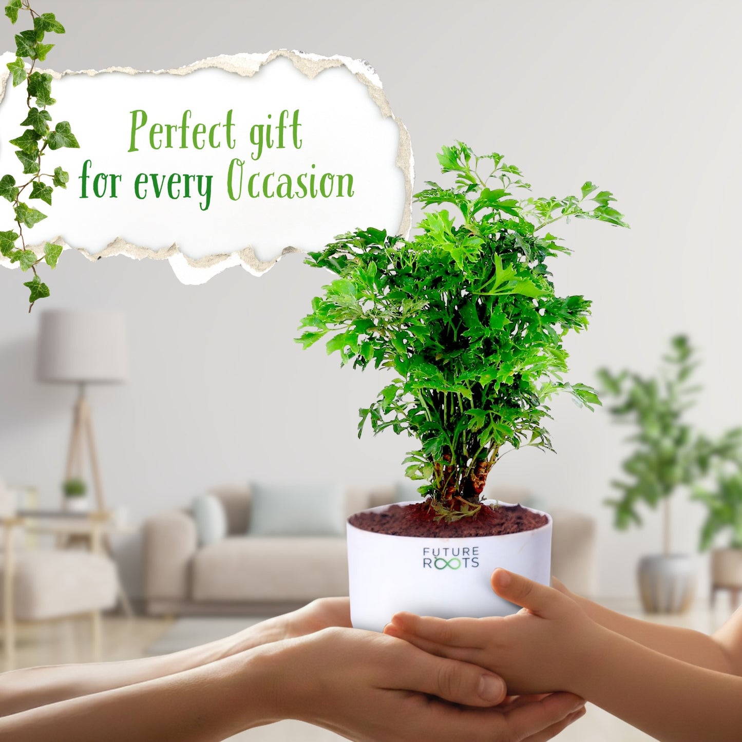 Ming Aralia Plant – Elegant Indoor Bonsai-Style Foliage Plant (4 Inch Cocopeat Pot)