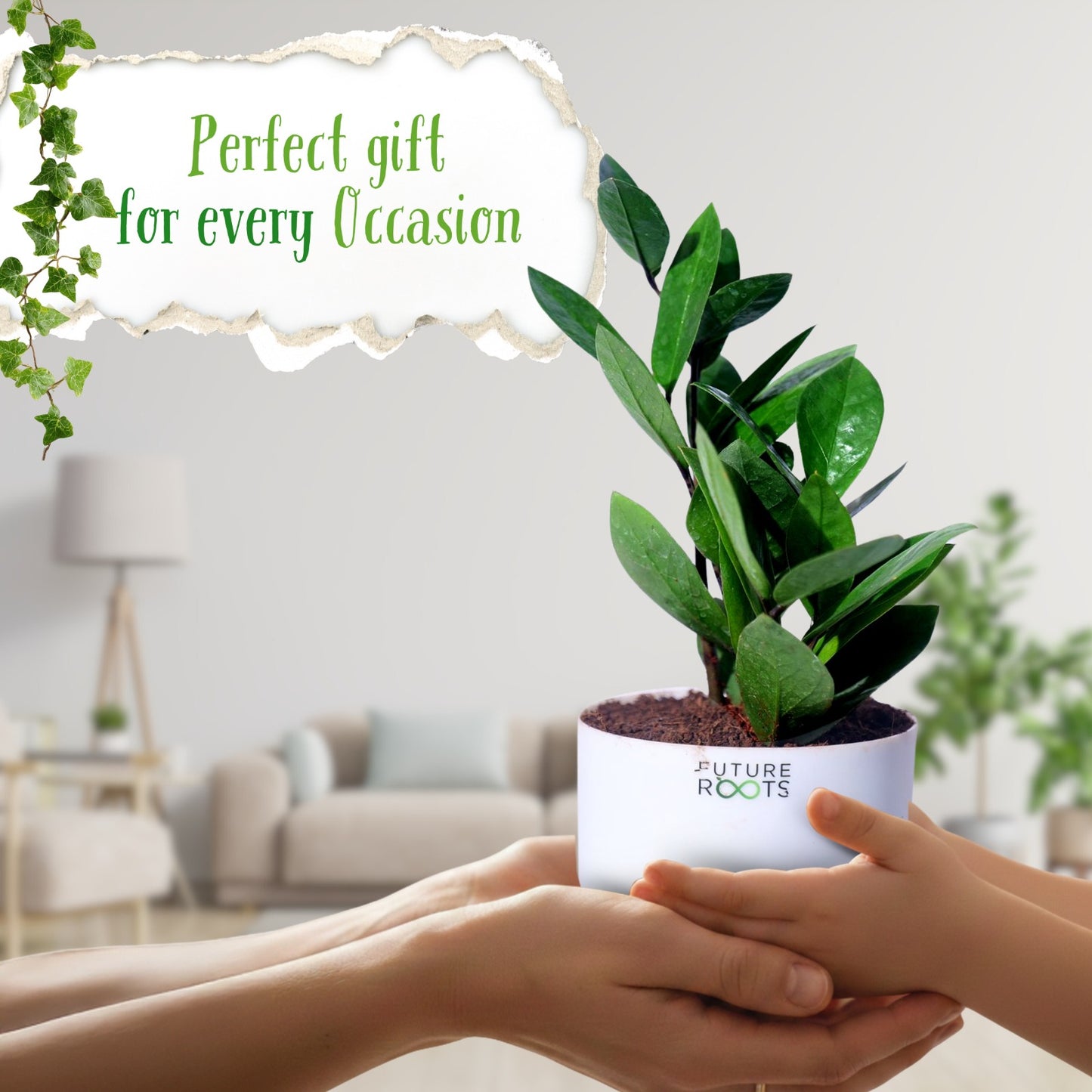 Zamioculcas Zamiifolia ZZ Plant – Lucky Indoor Succulent Plant Online (4 Inch Pot)