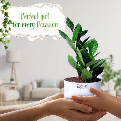 Zamioculcas Zamiifolia ZZ Plant – Lucky Indoor Succulent Plant Online (4 Inch Pot)