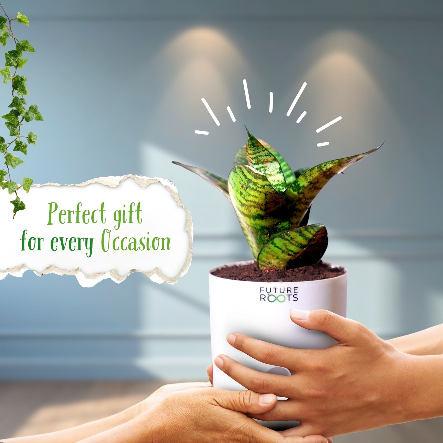 Snake Plant – Sansevieria | Best Indoor Air Purifying Plant Online with Self Watering Pot- 4”