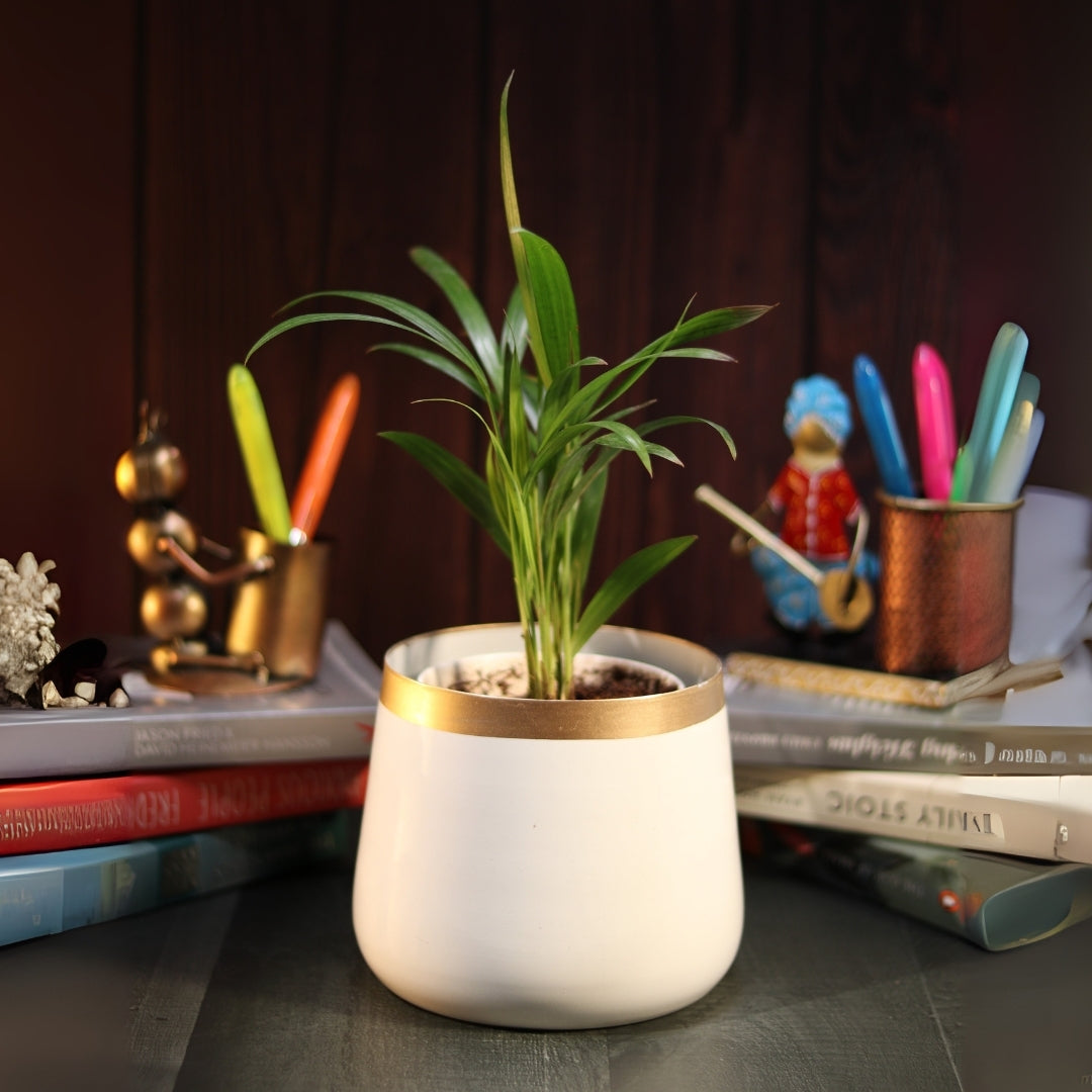 Pearl White and Gold Powder Coated Metal Pot- 5 inches (Only Pot)