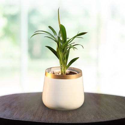 Pearl White and Gold Powder Coated Metal Pot- 5 inches (Only Pot)