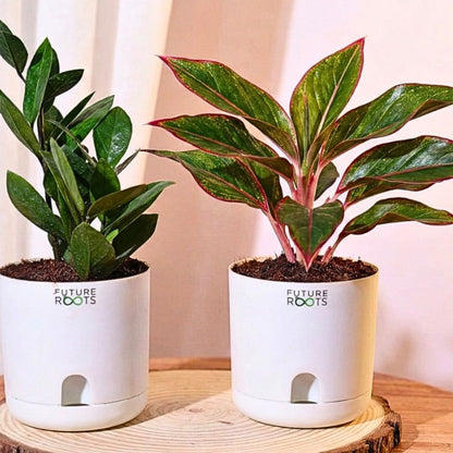 Good Luck ZZ and Aglaonema Red Lipstick Plant Combo with Self Watering Pot - Air Purifying Indoor Plant for Home, Living Room, Kitchen, Office Desk, Outdoor, Bedroom Décor