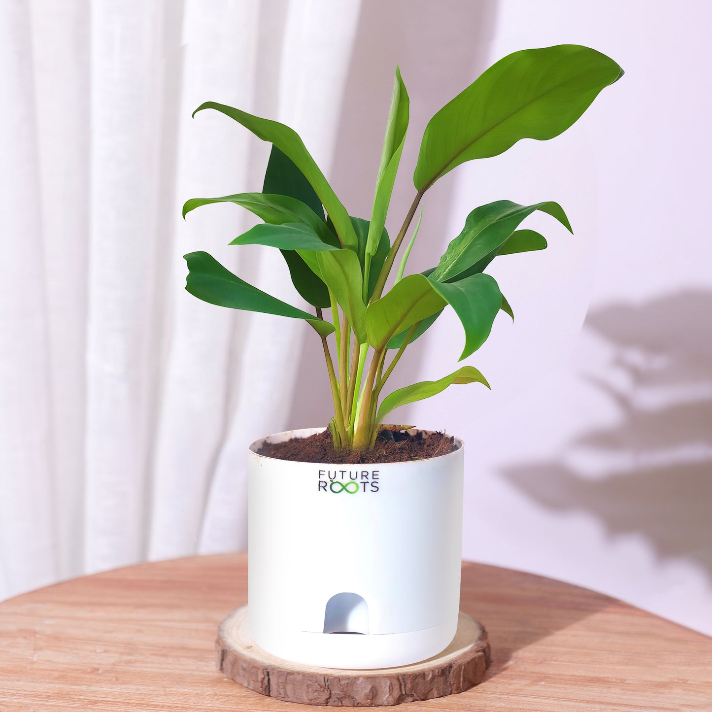 Philodendron Green Ceylon Air Purifying Indoor Plant (4”Self Watering Pot)