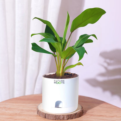 Philodendron Green Ceylon Air Purifying Indoor Plant (4”Self Watering Pot)