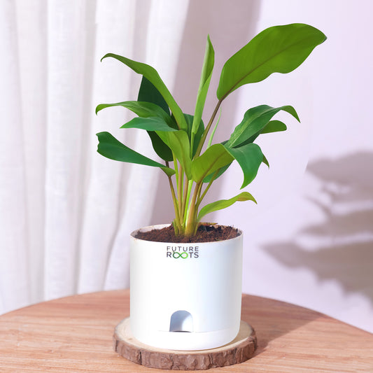 Philodendron Green Ceylon Air Purifying Indoor Plant (4”Self Watering Pot)
