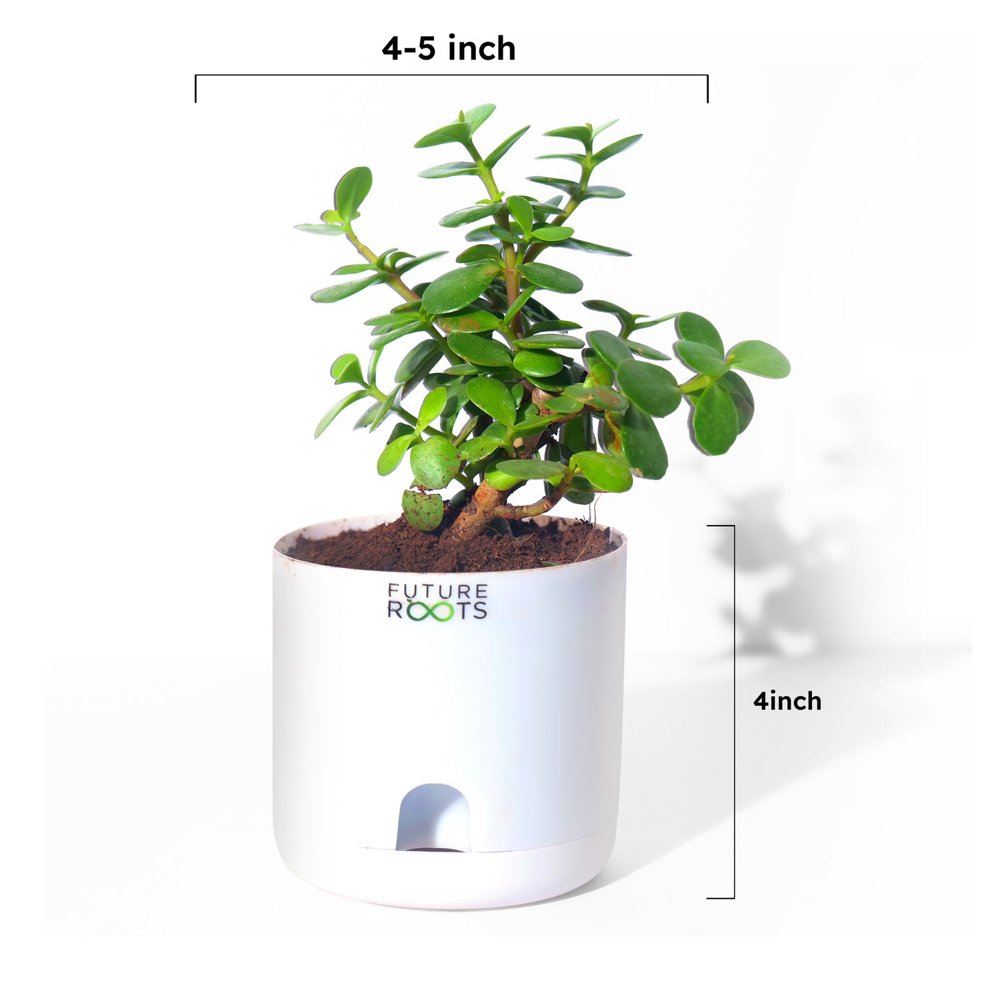 Jade Plant – Feng Shui Money Attracting Succulent Plant Online (4 Inch Pot in Cocopeat)