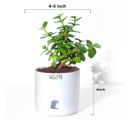 Jade Plant – Feng Shui Money Attracting Succulent Plant Online (4 Inch Pot in Cocopeat)