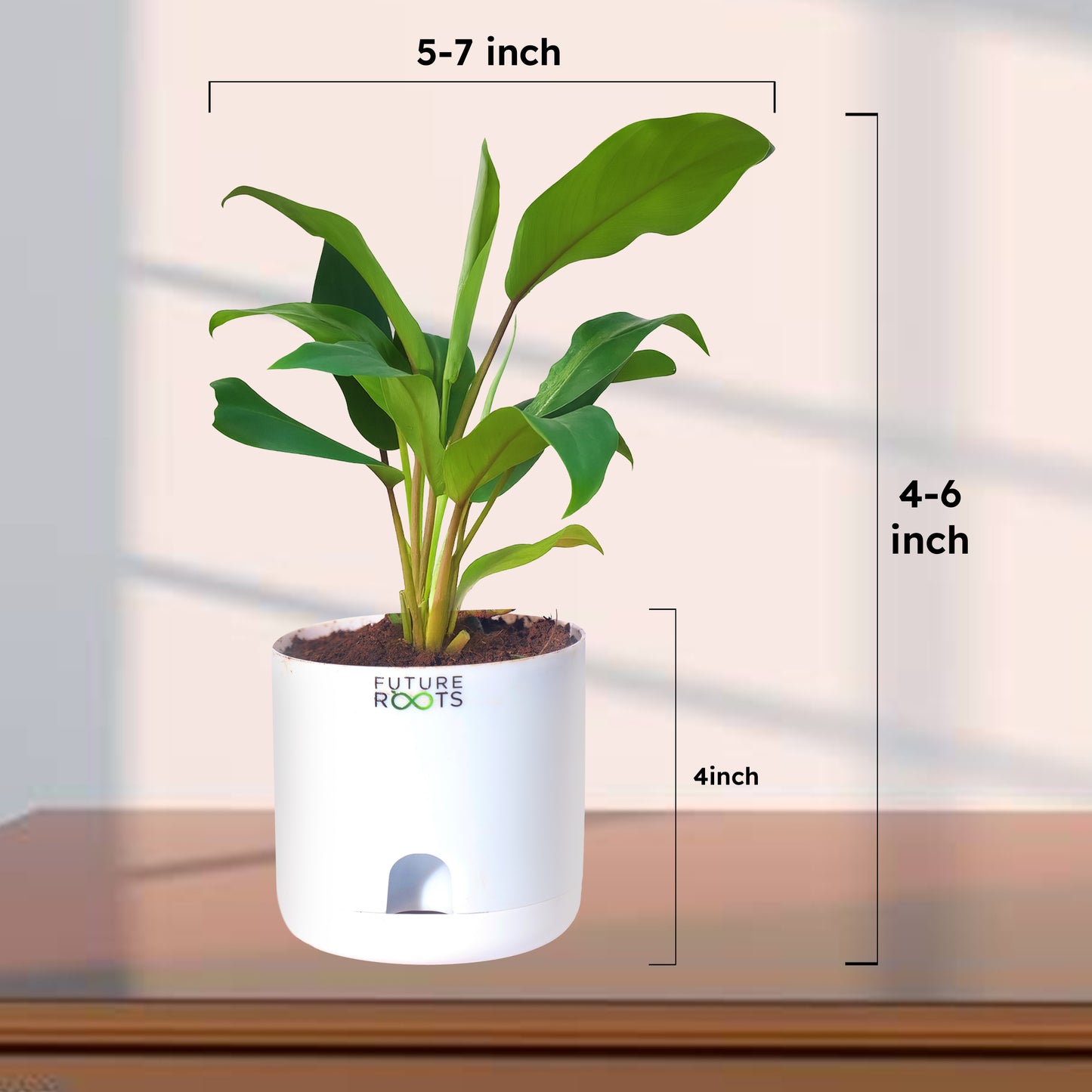 Philodendron Green Ceylon Air Purifying Indoor Plant (4”Self Watering Pot)